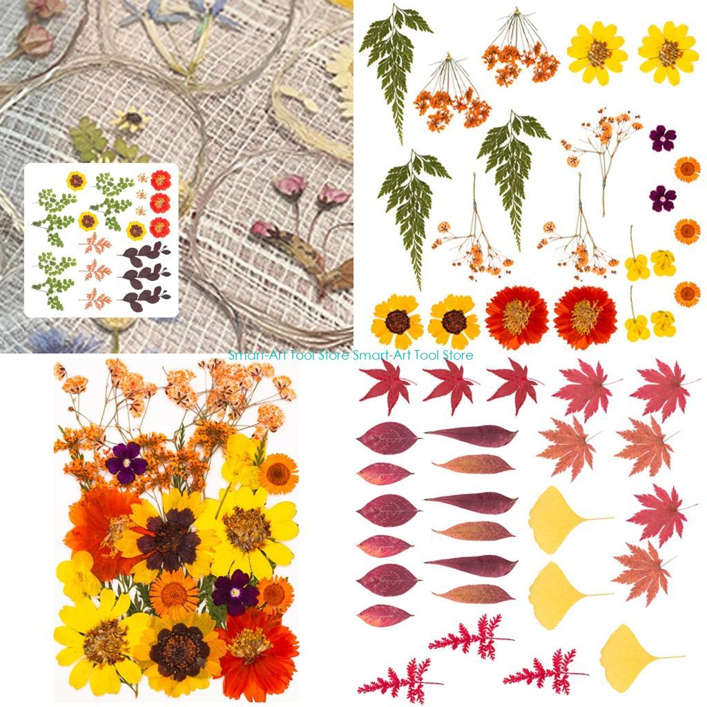 Art And Craft Nature - E1PB Natural Dry Flower Leaves Set