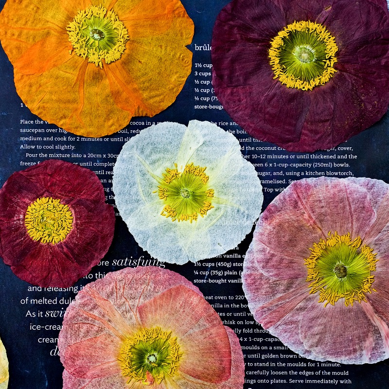 1pcs,Nature Field Poppy Presse - Art And Craft Nature recensie en prijs