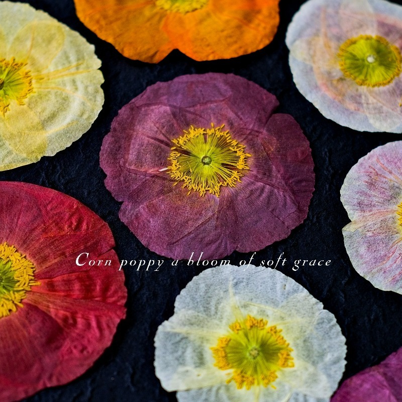 1pcs,Nature Field Poppy Presse - Art And Craft Nature recensie en prijs