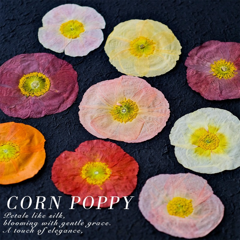1pcs,Nature Field Poppy Presse - Art And Craft Nature recensie en prijs