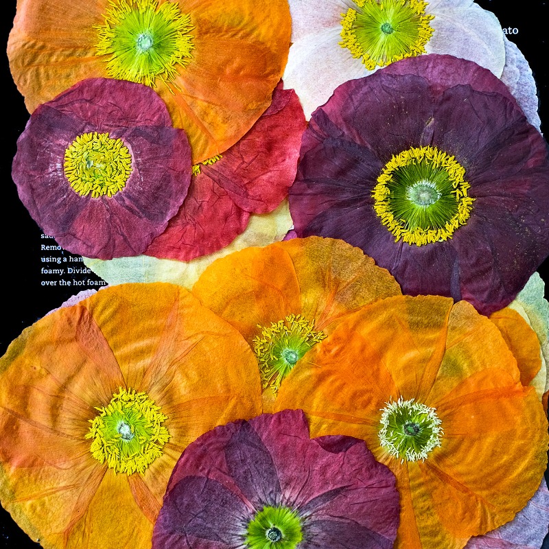 1pcs,Nature Field Poppy Presse - Art And Craft Nature recensie en prijs