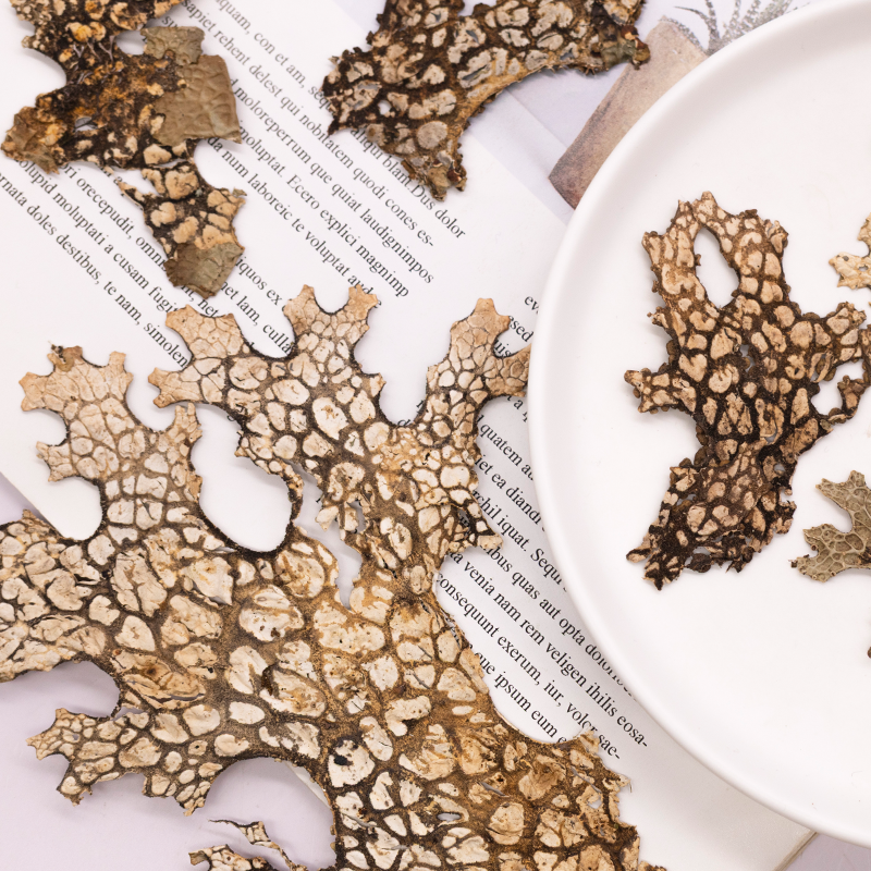 4pcs,Rare Bark Natural Pressed - Art And Craft Nature recensie en prijs