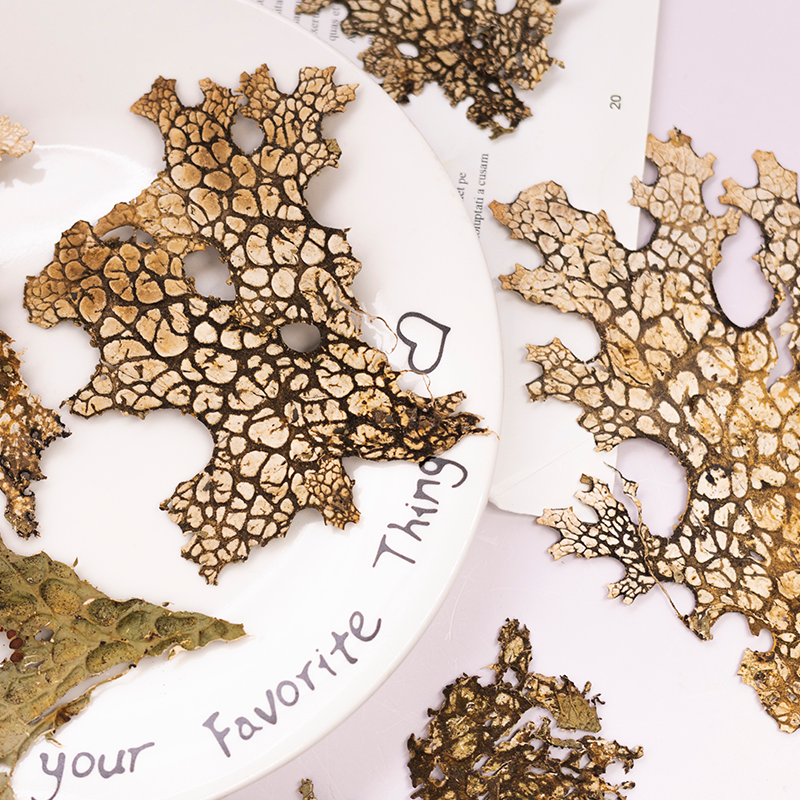 4pcs,Rare Bark Natural Pressed - Art And Craft Nature recensie en prijs