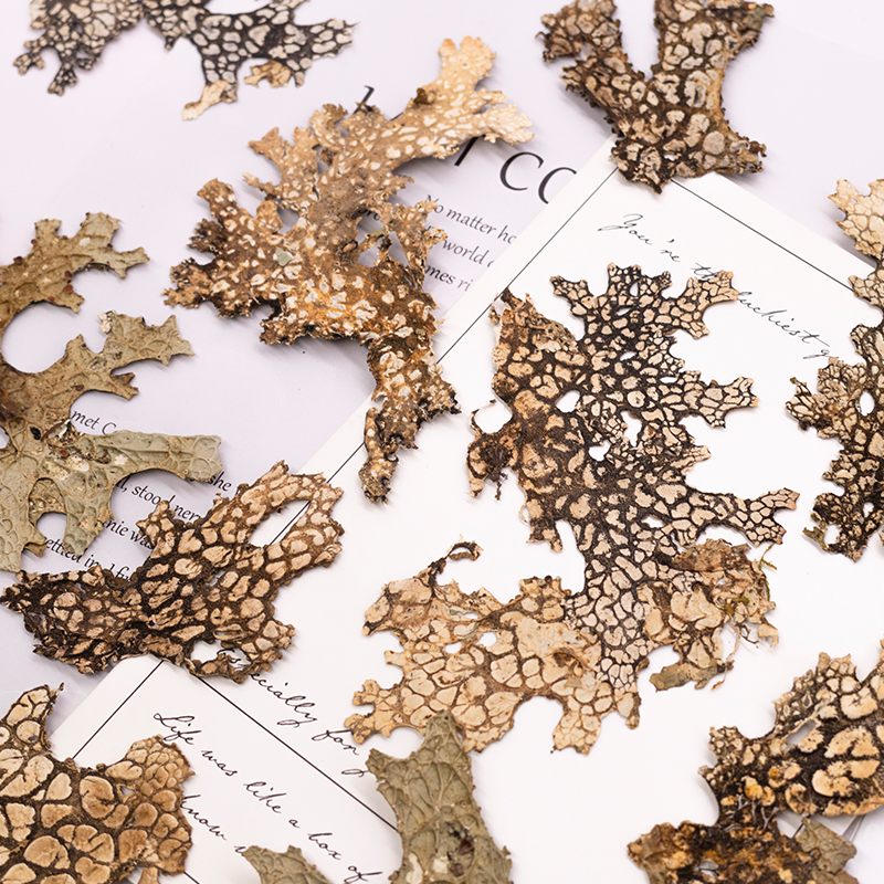 4pcs,Rare Bark Natural Pressed - Art And Craft Nature recensie en prijs