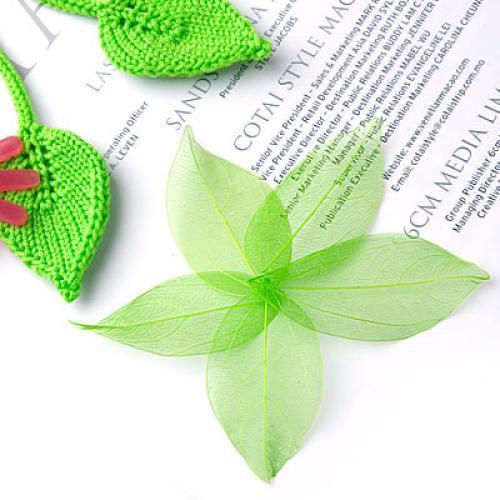 Natural Catbrier Skeleton Leav - Art And Craft Nature recensie en prijs