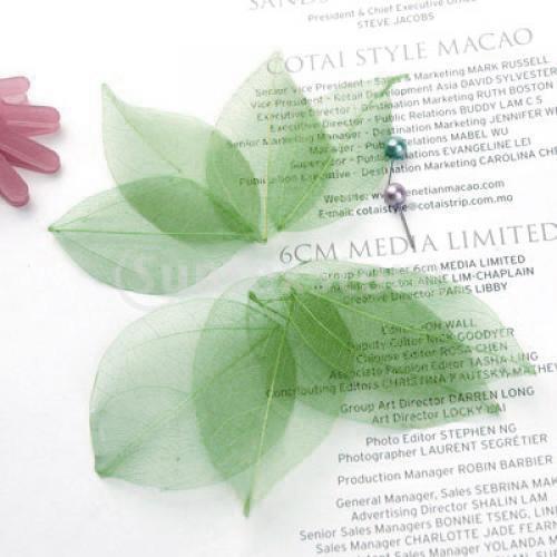Natural Catbrier Skeleton Leav - Art And Craft Nature recensie en prijs