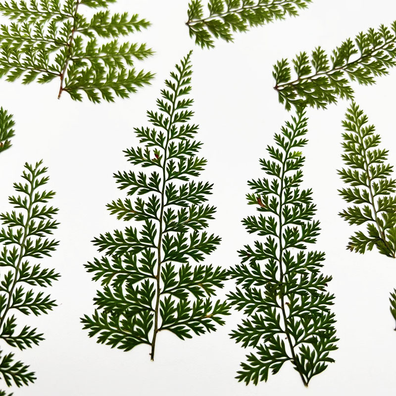 100Pcs Natural Rain Fern Leaf  - Art And Craft Nature recensie en prijs