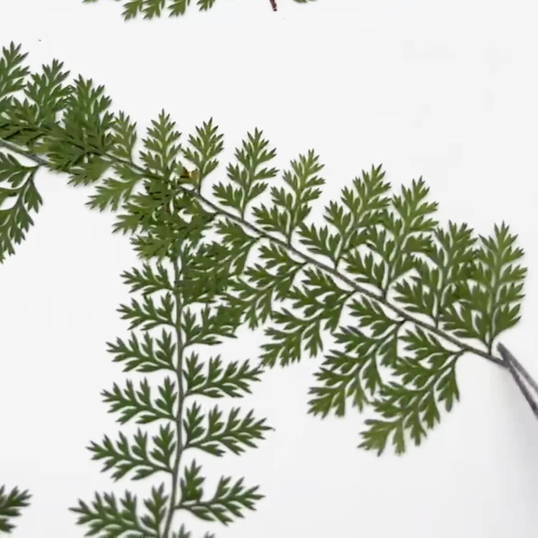 100Pcs Natural Rain Fern Leaf  - Art And Craft Nature recensie en prijs