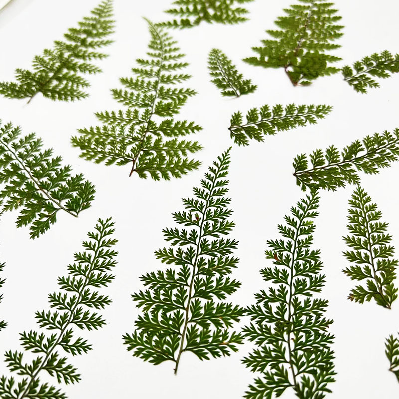 100Pcs Natural Rain Fern Leaf  - Art And Craft Nature recensie en prijs