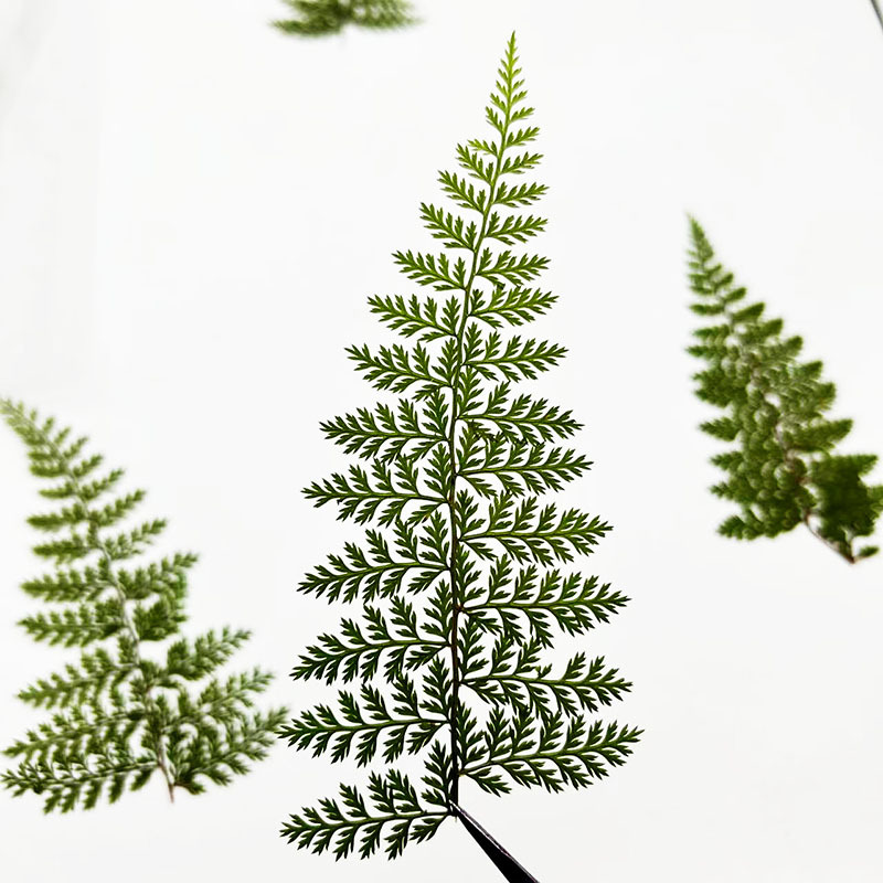 100Pcs Natural Rain Fern Leaf  - Art And Craft Nature recensie en prijs
