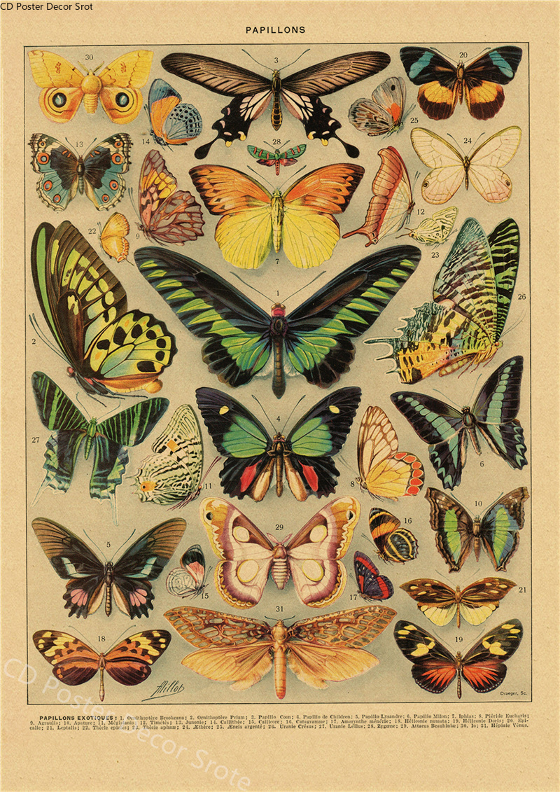 Butterfly Insect Flower Mushro - Art Craft Items recensie en prijs
